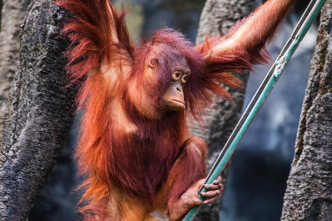 Day Trip Sepilok Orang Utan & Labuk Bay Proboscis Monkey - FAQ