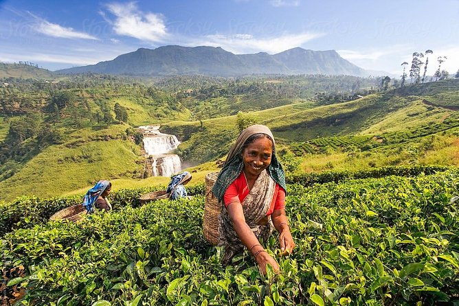 Day Trip to Nuwara Eliya with Kingfisher Tours - FAQ