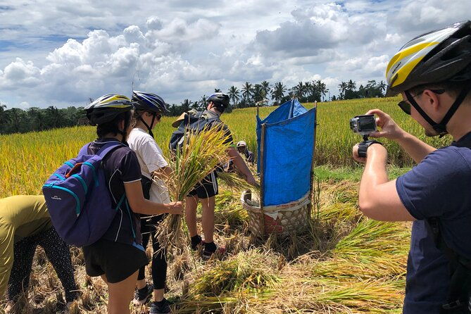 Downhill Cycling Ubud with Volcano,Rice Terraces,Jungle and Meals - The Sum Up