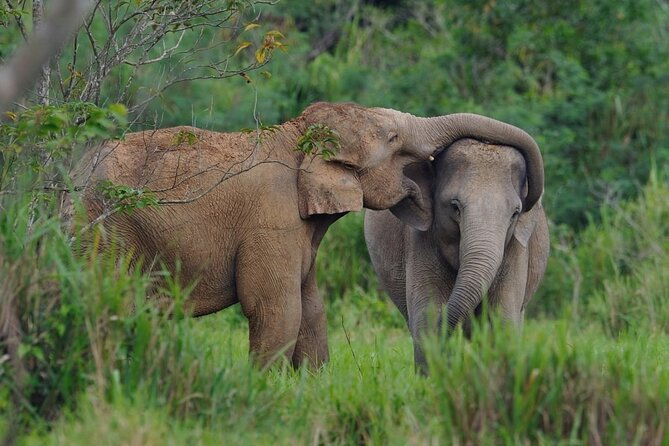 Elephant and Animal Watching in Kuiburi National Park - Join Afternoon Tour - Final Recommendation