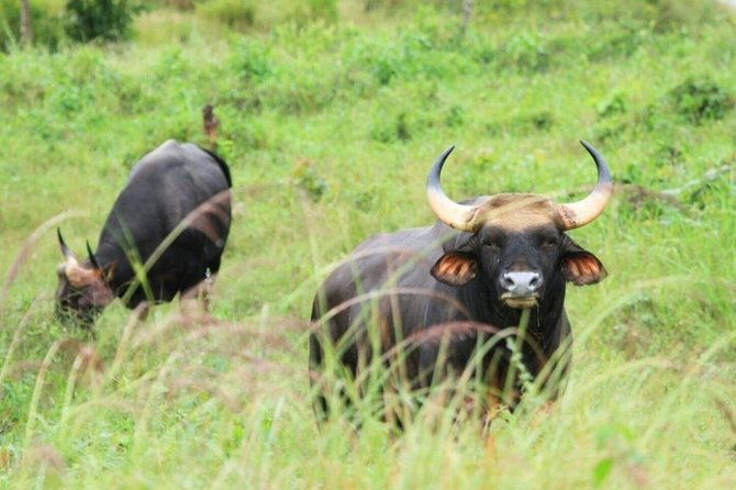 Elephant and Wildlife Watching in Kuiburi National Park - Private Afternoon Tour - Final Thoughts