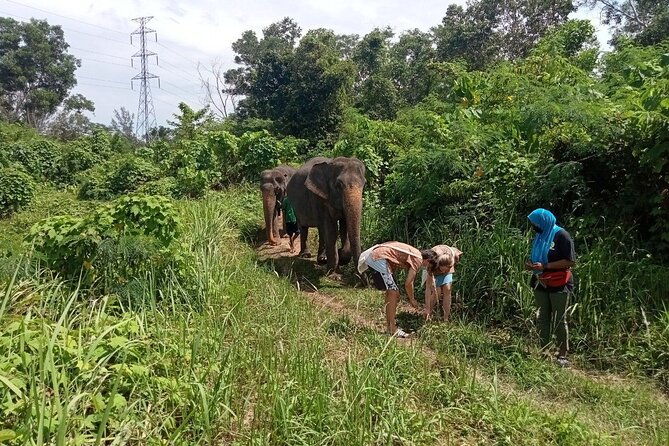 Elephant Sanctuary Small Group Tour in Phuket - FAQ