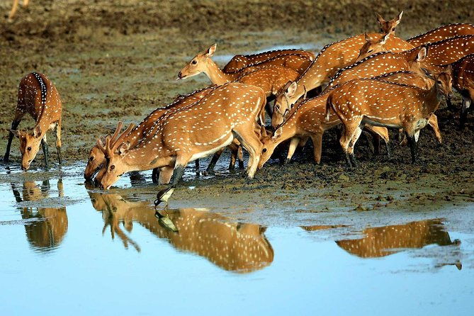 Exclusive : Overnight Leopard Safari with Luxury Glamping - The Sum Up: Who Will Love This Safari?