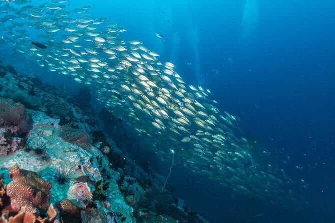 Exclusive Similan Island by Speed Boat - FAQ