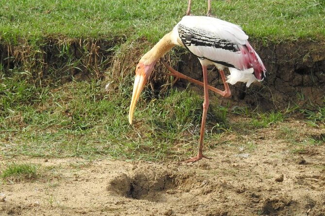 Explore Beauty Of Yala (Ruhuna) National Park From South Coast in One Day. - FAQ