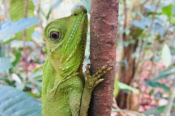 Explore Singharaja Forest Reserve (mirissa/weligama & Galle) - The Sum Up: Who Should Consider This Tour?