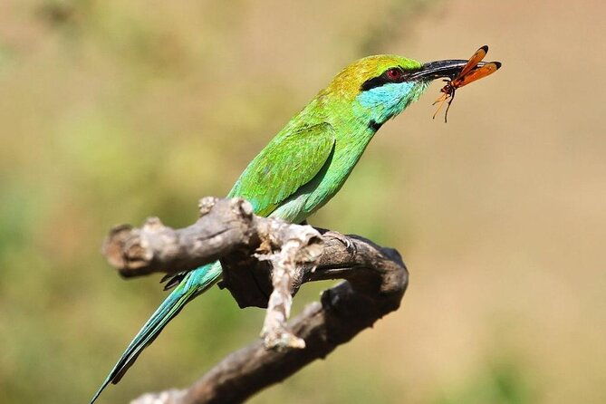 Explore The Beauty Of Udawalawe National Park From South Coast During 01 Day - FAQ  