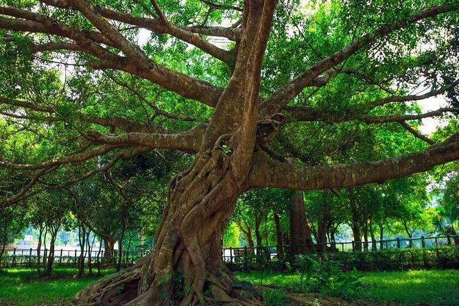 From Hanoi: Cuc Phuong National Park Day Trip by Private Car - The Sum Up