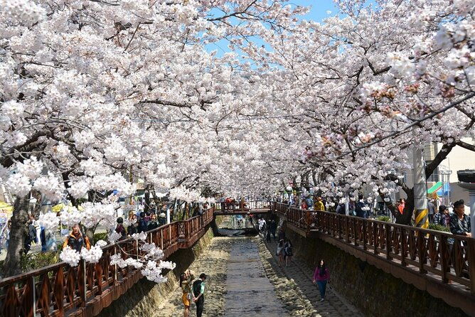 Full-Day Jinhae Cherry Blossom festival Private tour - Final Thoughts