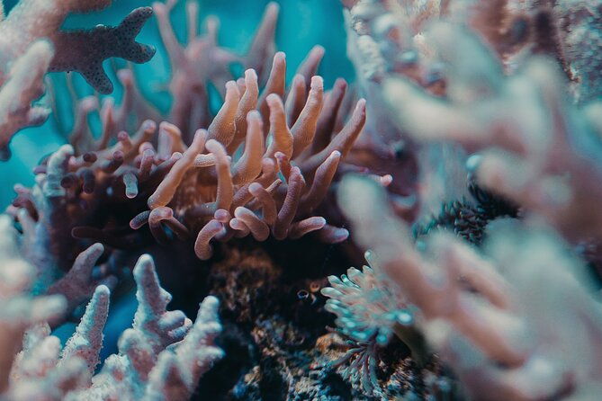 Fun Diving for Certified Divers at Phu Quoc Islands - Final Thoughts