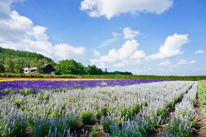 Hokkaido Highlights of Flower Blossom, Asahiyama Zoo& Blue pondAoi-ike! - Final Thoughts