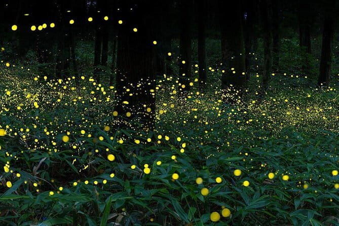 Kuala Selangor Firefly Blinkings Private Tour with Seafood Dinner - FAQ