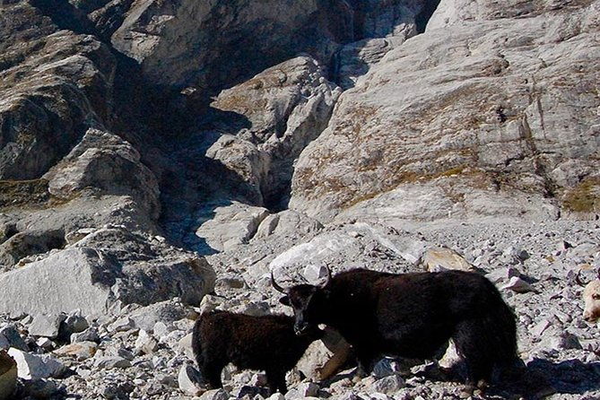 Langtang Valley Trek  11 DAYS - The Sum Up: Who Will Love This Trek?