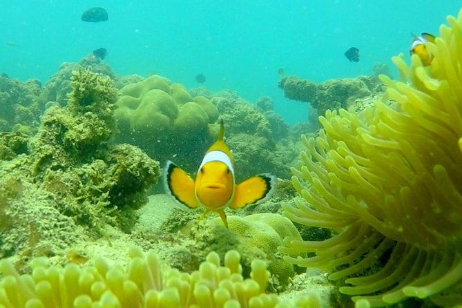 Local Reef Snorkelling and Deserted Beach - Value for Money