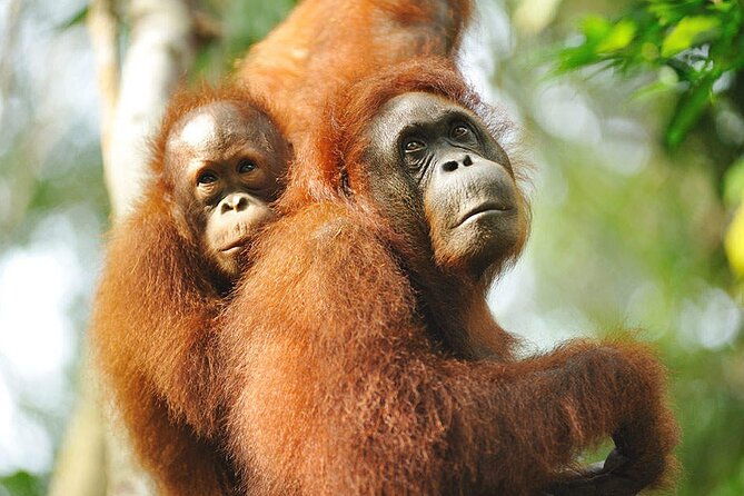 Marvellous Creature Orangutan : Sarawak Semenggoh Wildlife Centre Tour - Who is This Tour Best For?