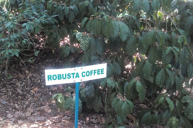 Mercara Gold Coorg Coffee and Spice Estate Tour - The Sum Up