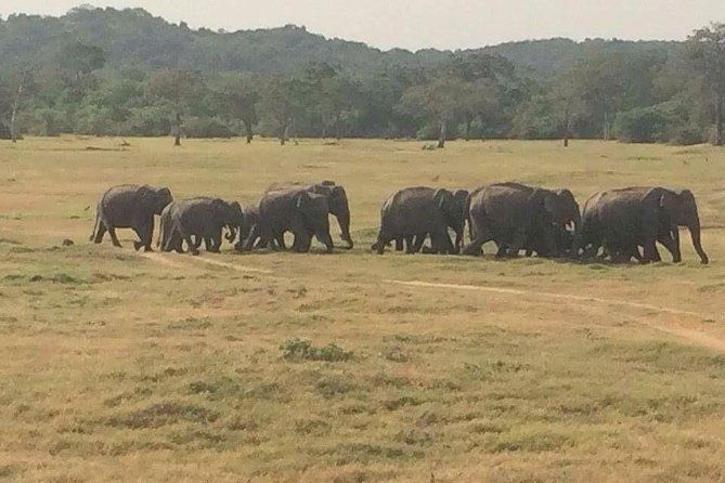 Minneriya National Park private safari - Who Will Benefit Most?