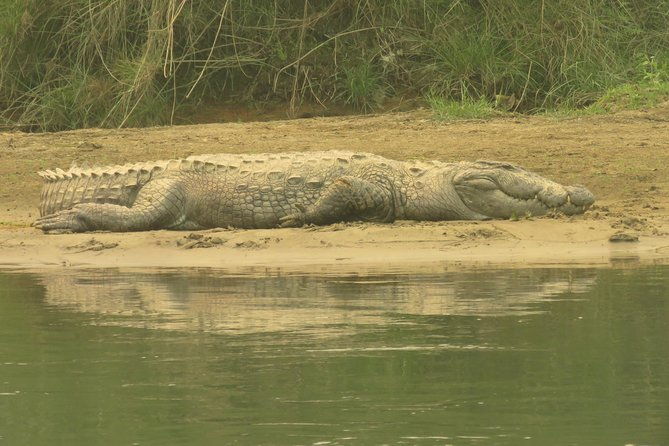 Mission Tiger, 4 days tour inside Chitwan National Park. - Final Thoughts