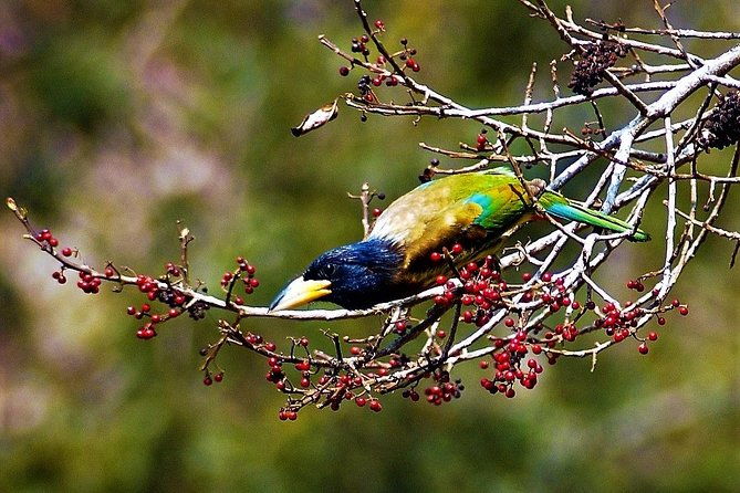 Nepal Birding - FAQ