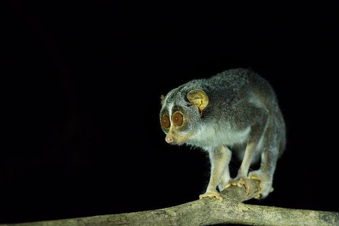 Night Hike to see Elusive & Rare Loris in Sigiriya - Final Words