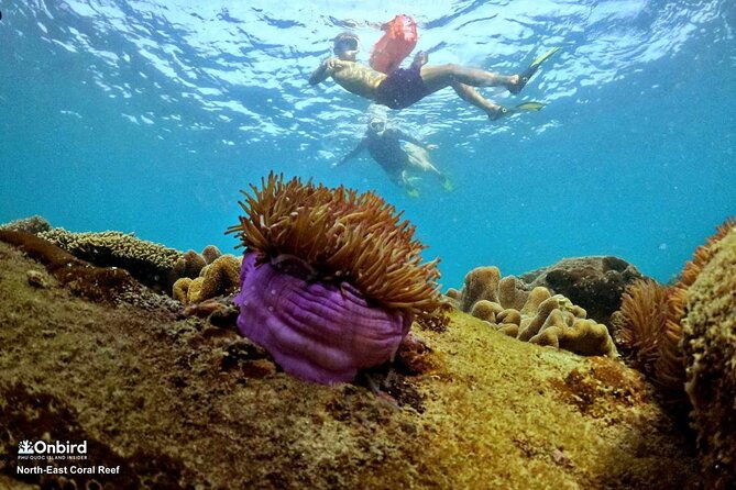 OnBird - PRIVATE ADVENTURE SNORKELING - explore Half-moon reef & Coral Mountain - Practical Tips for a Smooth Experience