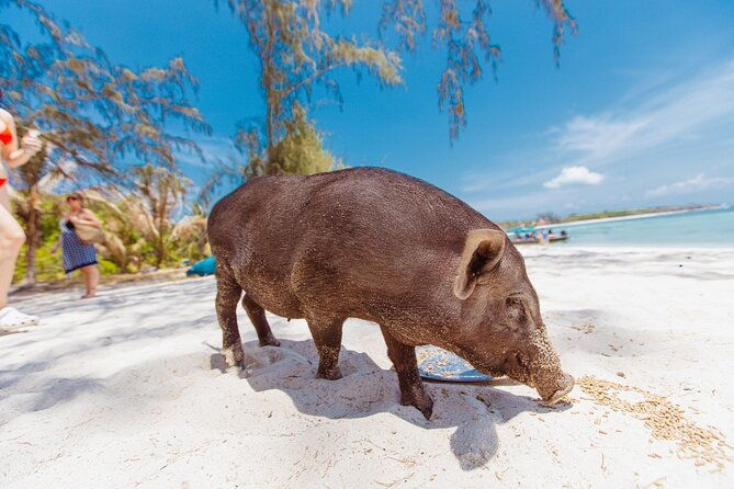 Pig Island Private Longtail Boat Trip From Koh Samui - Who Should Consider This Tour?