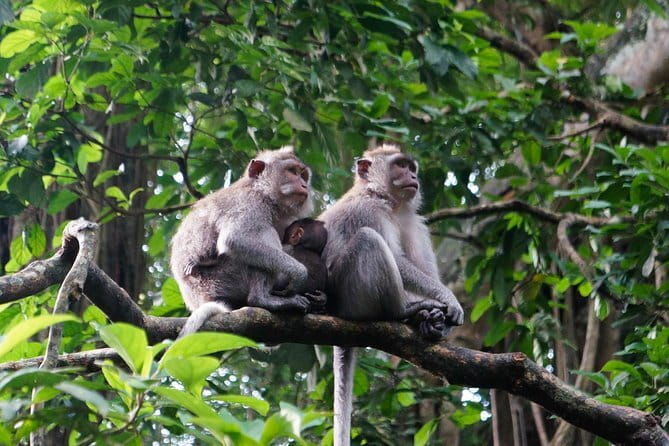 Private Bali Customized Tours - FAQs
