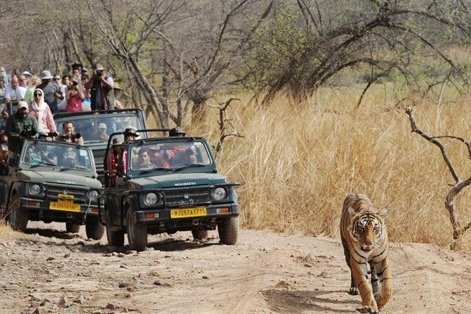 Private Day Trip to Ranthambore Tiger Reserve from Jaipur - The Sum Up