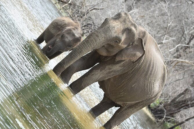 Private Half Day Safari Tour to Yala NP From Tangalle and Drop Back - FAQ
