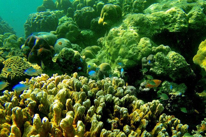 Private Surin Islands Longtail Boat Tour - FAQ