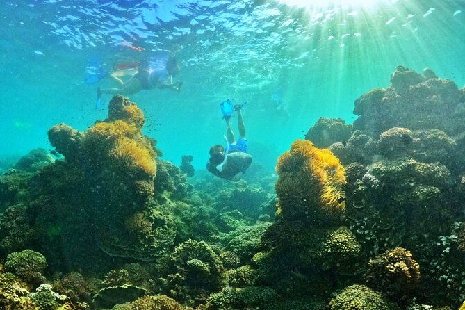 PRO-SNORKELING to Explore The Coral Jungle REEF (MAX 10 PAX) - Frequently Asked Questions