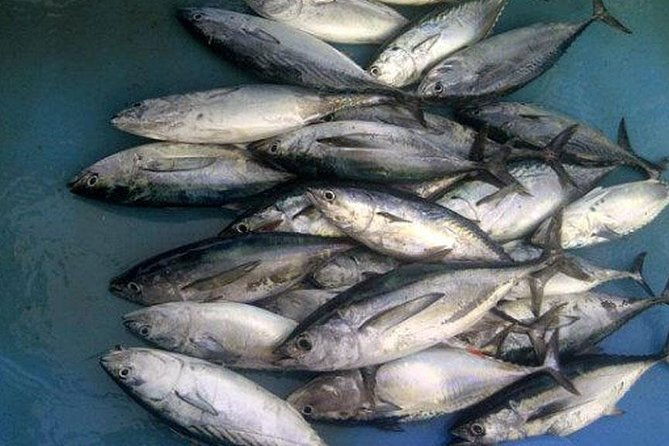 Racha Island Game Fishing & Trolling From Phuket - FAQ
