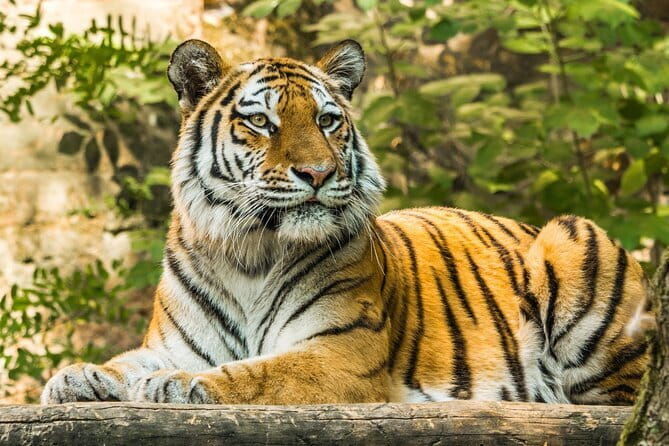 Ranthambore - Sharing Tiger Safari In Canter Or Gypsy Vehicle - Final Thoughts