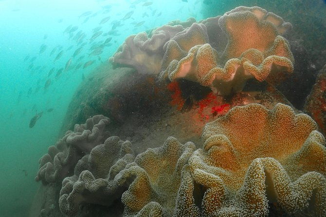 Scuba Diving For Beginners - Who Should Book This?