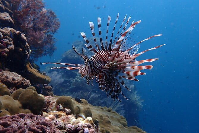 Scuba Diving from Koh Yao Yai - Frequently Asked Questions