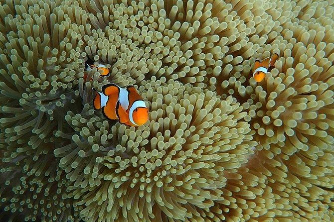 Similan Islands Snorkeling Day Trip By Love Andaman From Phuket - FAQ