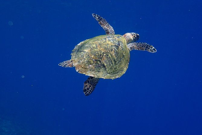 Snorkeling in Menjangan Marine Park - Discover abundant marine life of Pemuteran - FAQ