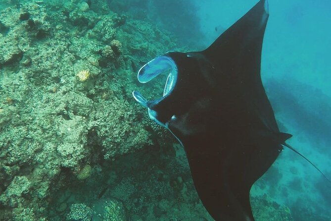 Snorkeling In Nusa Penida And Uluwatu Sunset Tours - FAQ