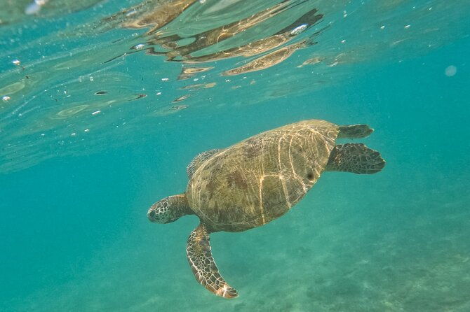 Snorkeling with Turtles in Mirissa - Final Thoughts