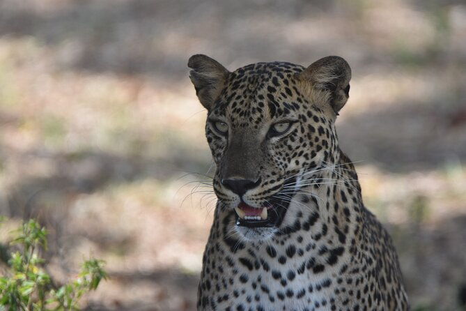 Special Leopard Safari Tour in Yala National Park by Malith & the team - Who Should Book This Tour?