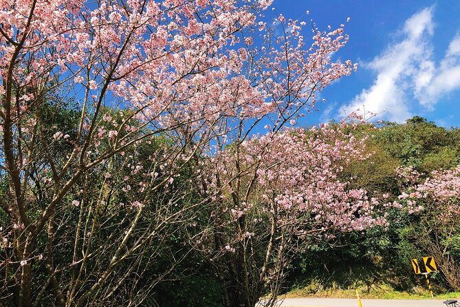 Taipei Cherry Blossom Day Tour to Yangmingshan and Tamsui - FAQ