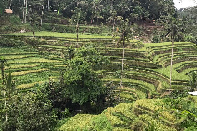 Ubud Private Tour - Best Of Ubud - All Inclusive - FAQ