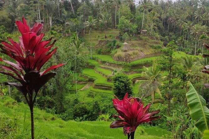 UBUD Spring Temple, Waterfall, Rice Terraces Private Tour - FAQ