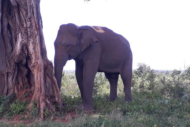 Udawalawe Safari Day Tour From Kandy - FAQ