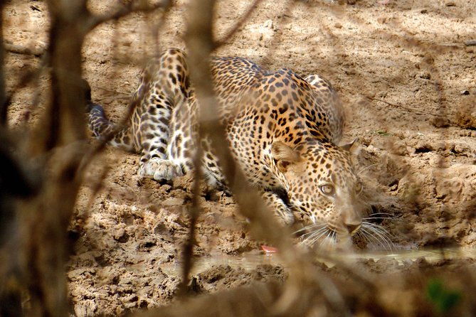 Yala National Park Private Safari - Frequently Asked Questions