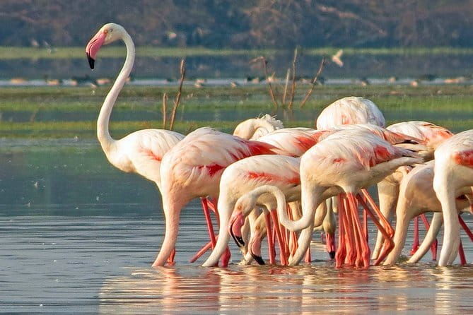 Yala National Park Tour from Hambantota Port Janaka Safari - Final Thoughts