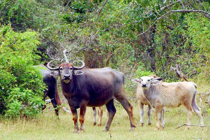 Yala Safari Day Trip from Bentota/ Kalutara/ Ahungalla/ Hikkaduwa - The Sum Up: Is This Safari Worth It?