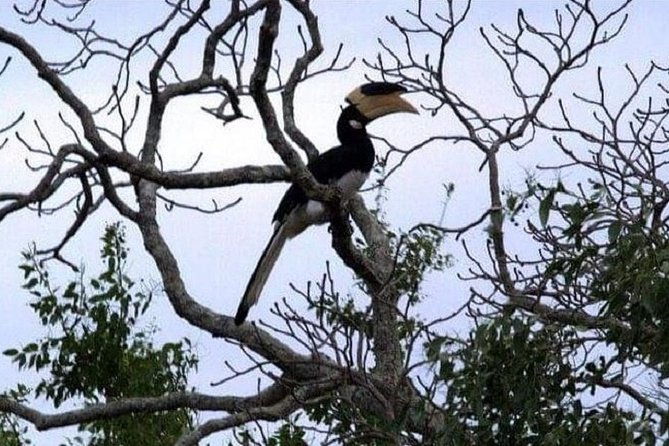 Yala Safari Private Day Tour Kaluthara/Beruwala/Bentota/Kosgoda/Ahungalla - Final Thoughts: Should You Book?