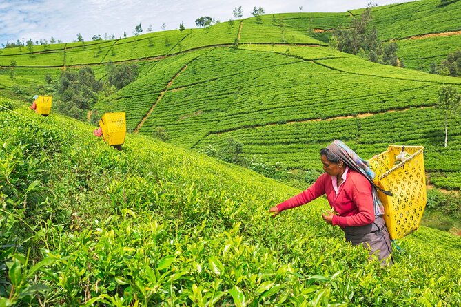 2 Day Tour of Yala & Ella with Hill Country Scenic Train Ride - All Inclusive - The Sum Up