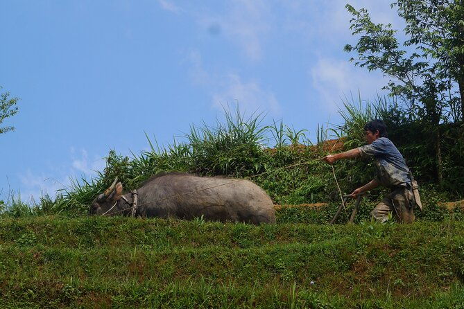 2D1N Buffalo trek by Hmong Sister House and Trekking - FAQs